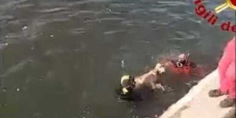 Bagno a Ripoli, i Vigili del Fuoco salvano un cane in difficoltà alla nuova pescaia