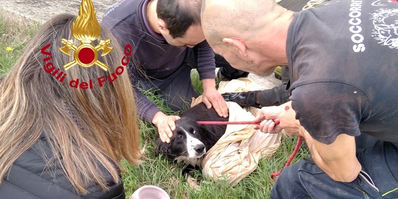 Il cane dopo il recupero