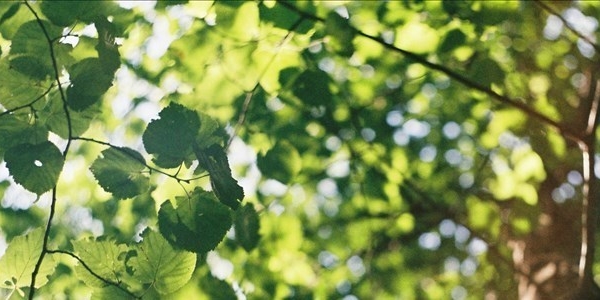 più alberi in città