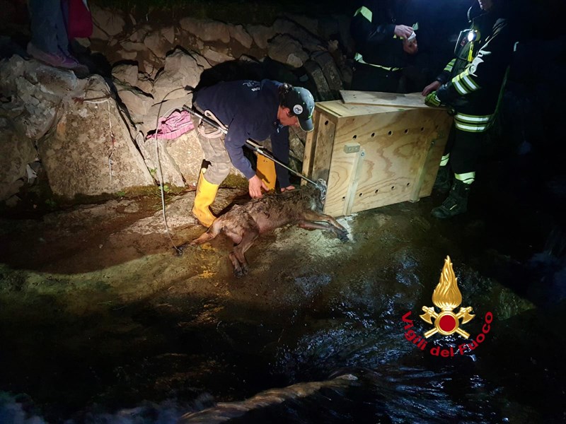 Lupo intossicato lungo il Rovigo