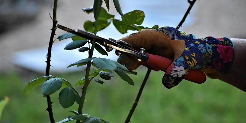 potatura - giardinaggio