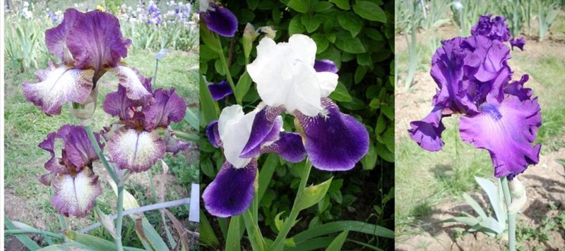 il giardino dell'iris