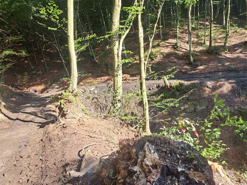 devastazione ambientale