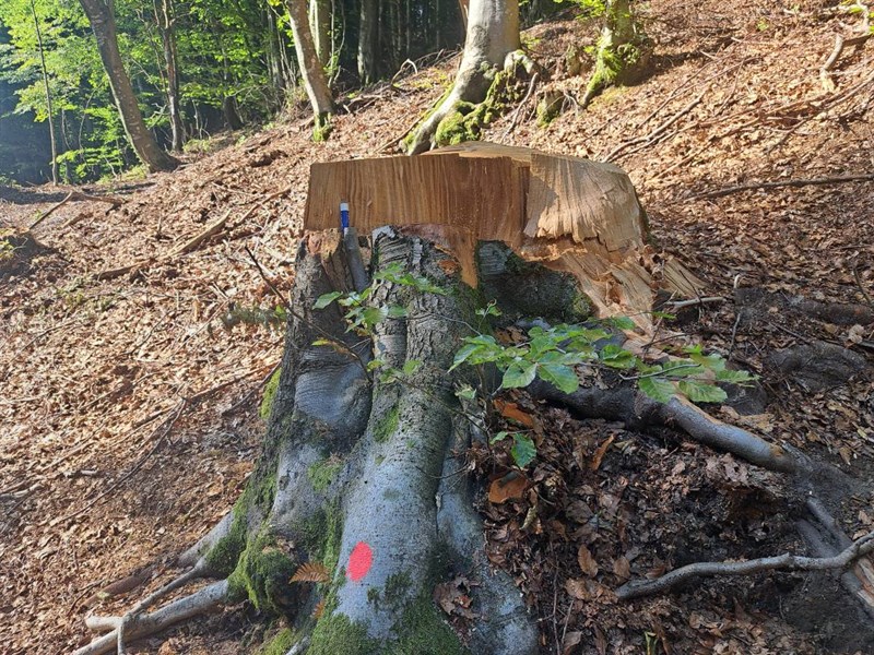 devastazione ambientale