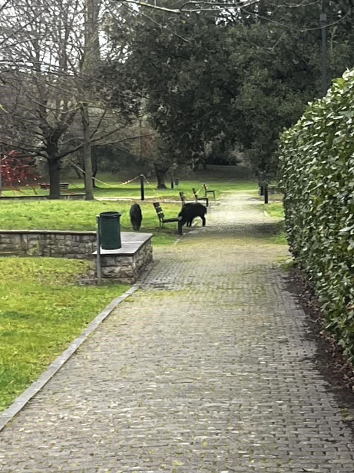 i cinghiali a spasso a Sorgane