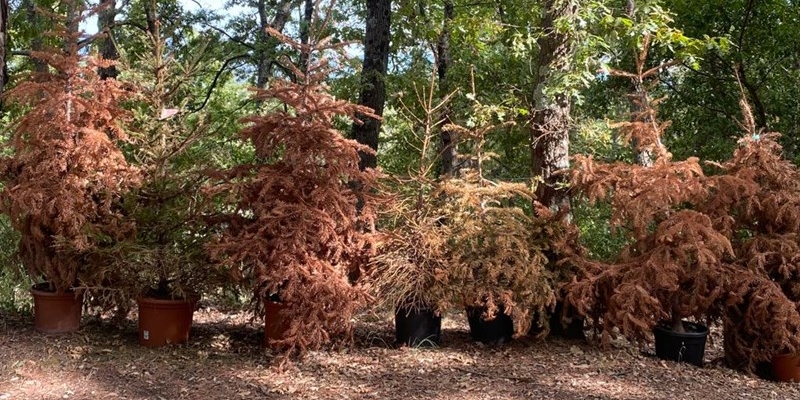 Il triste scenario di poggio Valicaia