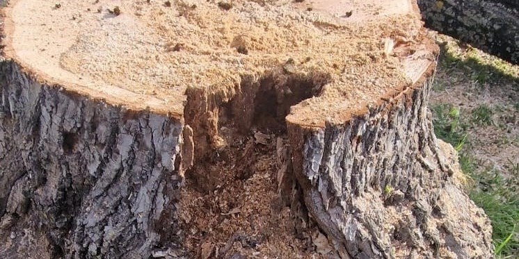 La situazione dei Tigli abbattuti