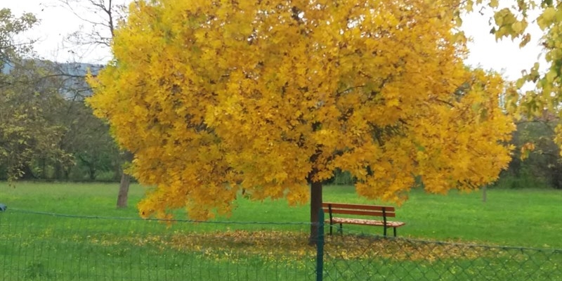 Nasce a Signa il comitato