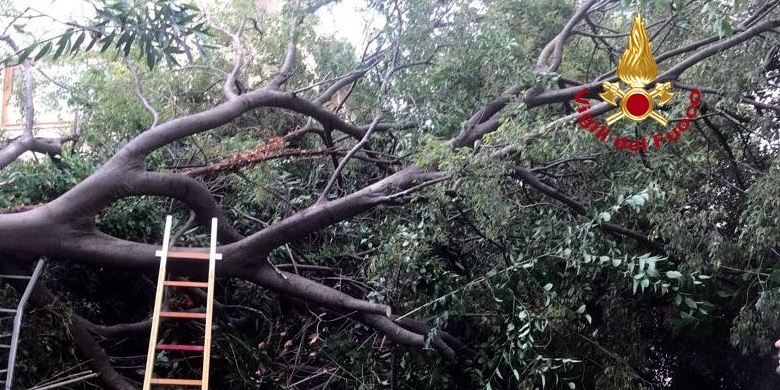Albero caduto, immagine di repertorio