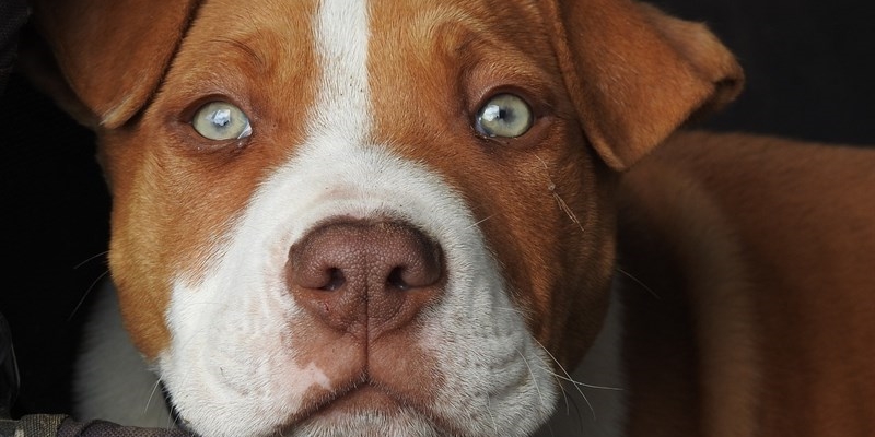 Pit bull morde una bambina, denunciata la proprietaria