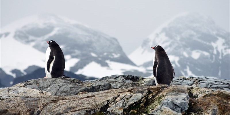 Tinte cittadinanze in Antartide, assolto