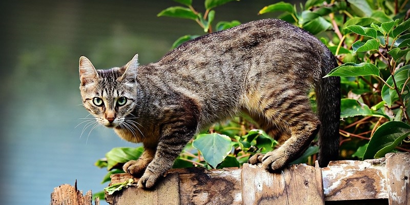 Sua Maestà il gatto