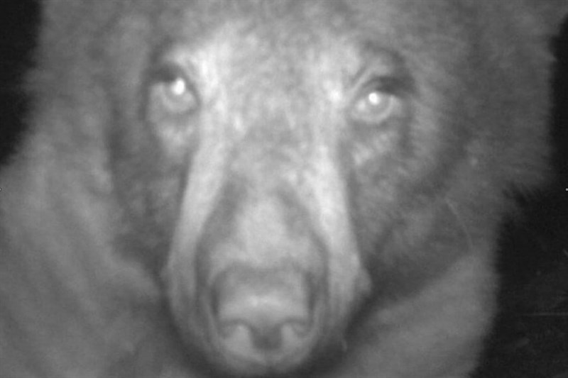 Autoritratto orso nero dalla fototrappola