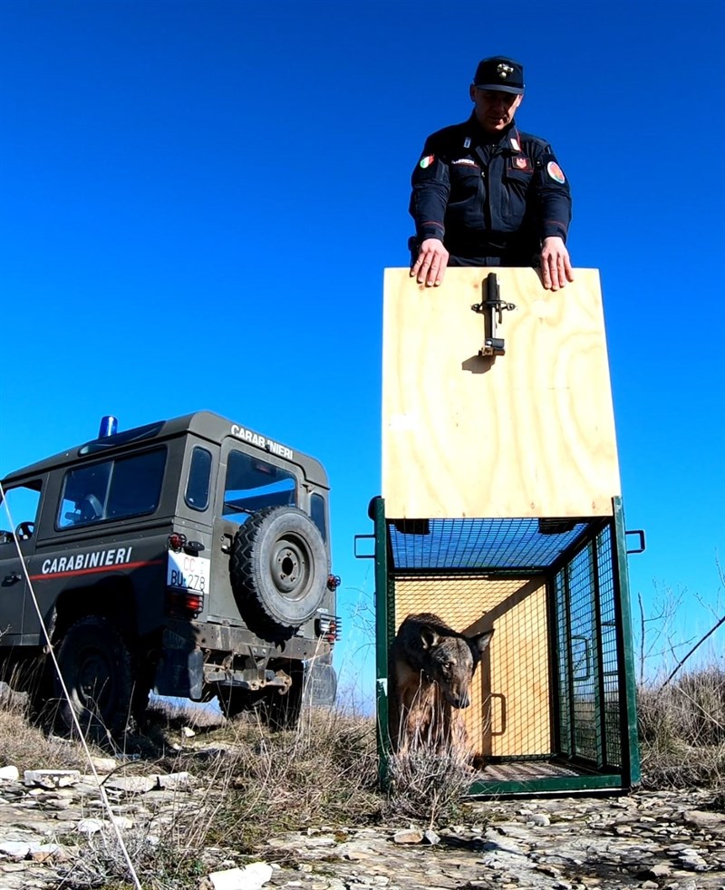 Liberazione lupo