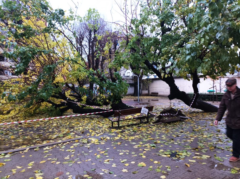 Il grande gelso a terra