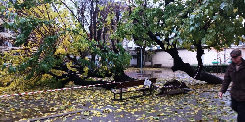 Cade un grosso albero nel giardino della scuola. Per fortuna è successo di notte