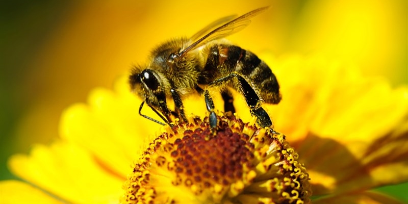 Calenzano, festa delle api e della biodiversità: laboratori, giochi e teatro