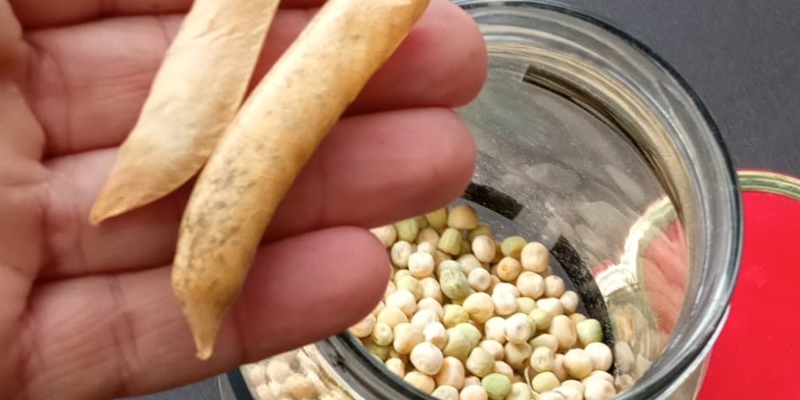 La pianta dimenticata