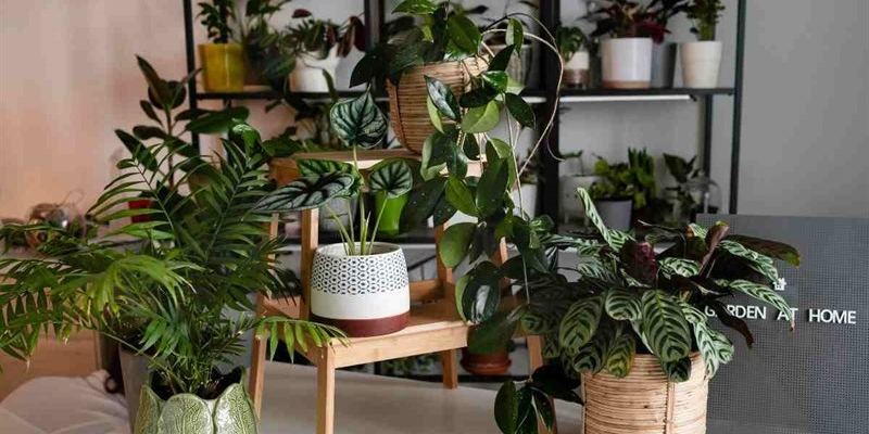 Piante in casa, queste sono bellissime ma inquinano l'aria: meglio non averle - okmugello.it