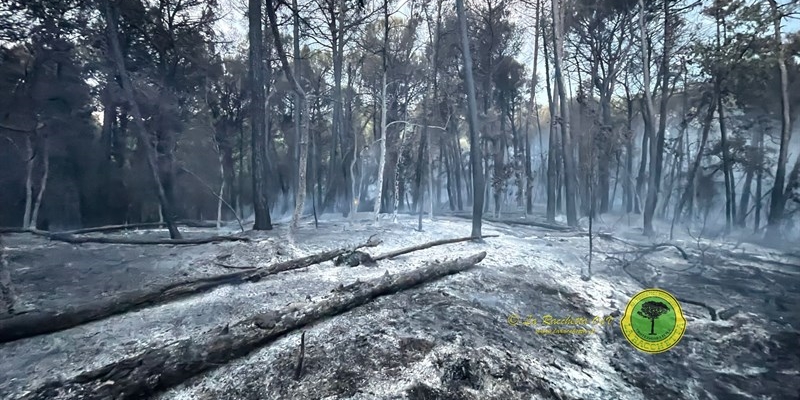 Il bosco in cenere