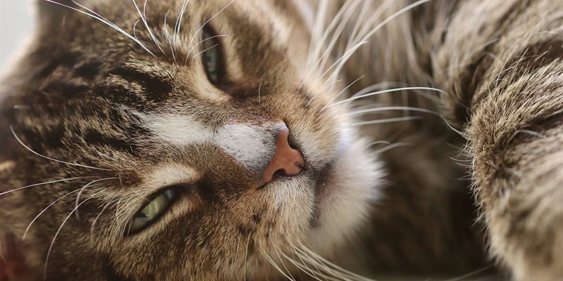Maggio Felino: Fiesole omaggia l’amico gatto