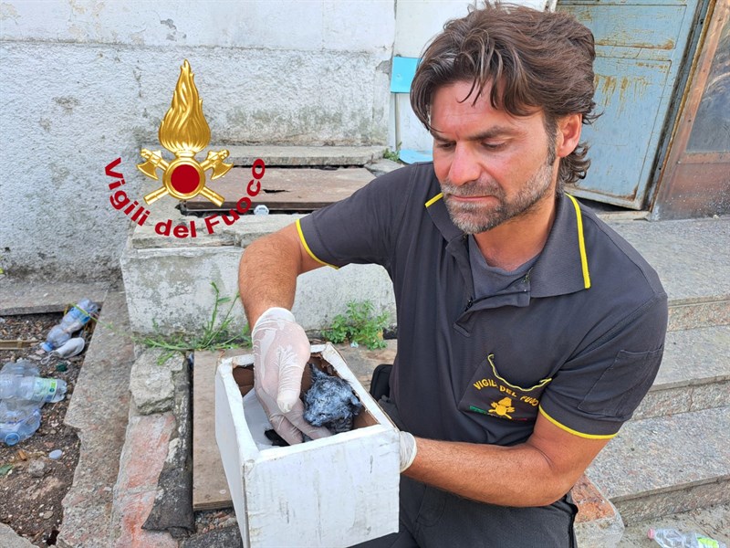 Il salvataggio del gattino