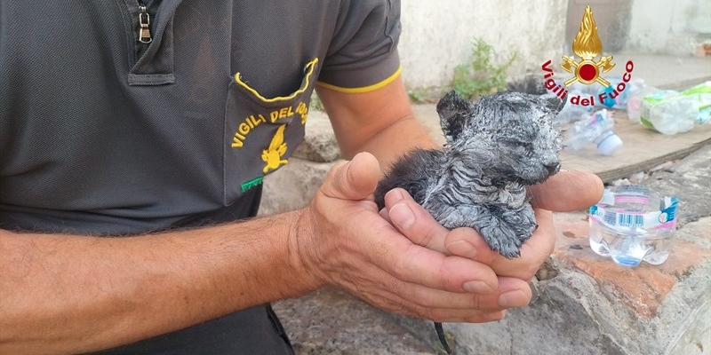 Il gattino recuperato