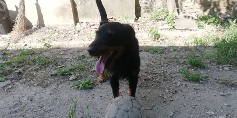 Cedric ritrova i suoi padroni