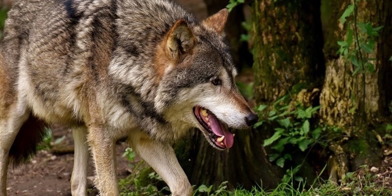 Lupo aggredisce cane Jack Russel vicino a casa. E' grave