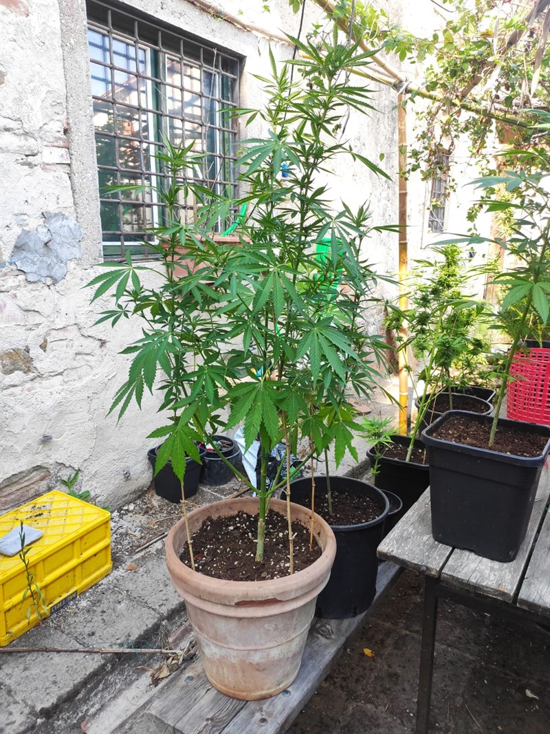 Le piante sequestrate