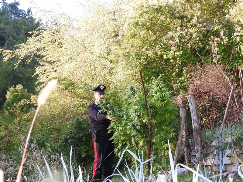 La coltivazione di cannabis