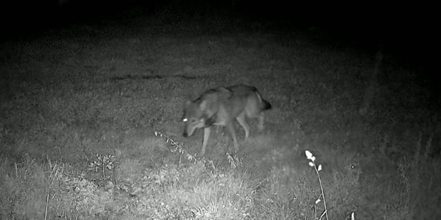 Avvistati due lupi nella notte sopra San Piero a Sieve: il video della fototrappola