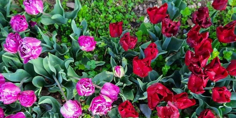 Il parco dei tulipani
