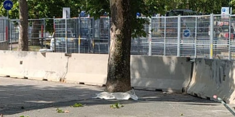 L'albero incatramato a Campo di Marte
