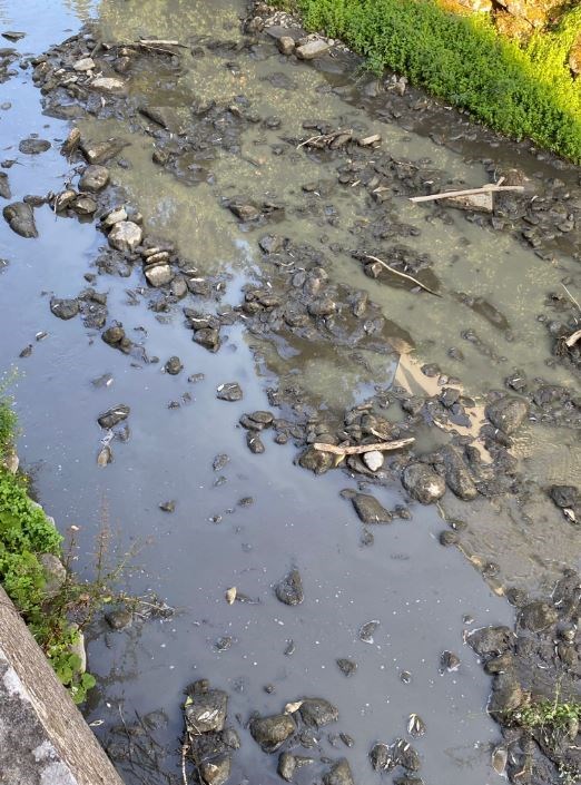 La moria di pesci e l'onda nera nel Rincine