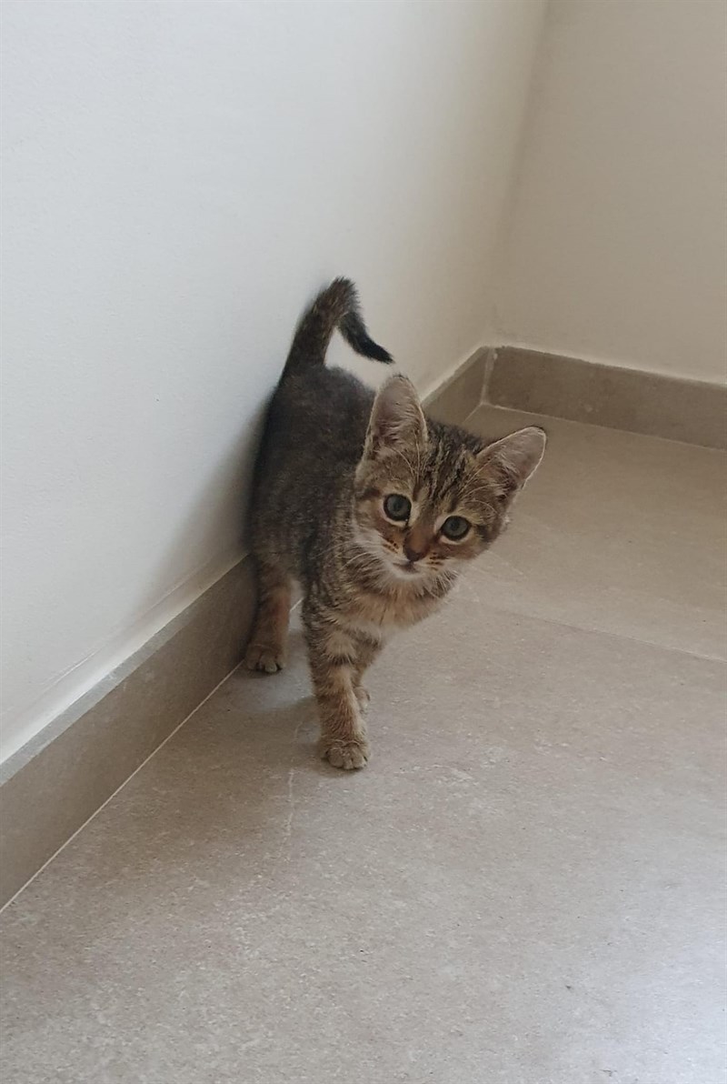 Twingo, la gattina salvata a Pontassieve