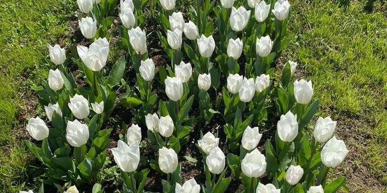 Il giardino dei tulipani