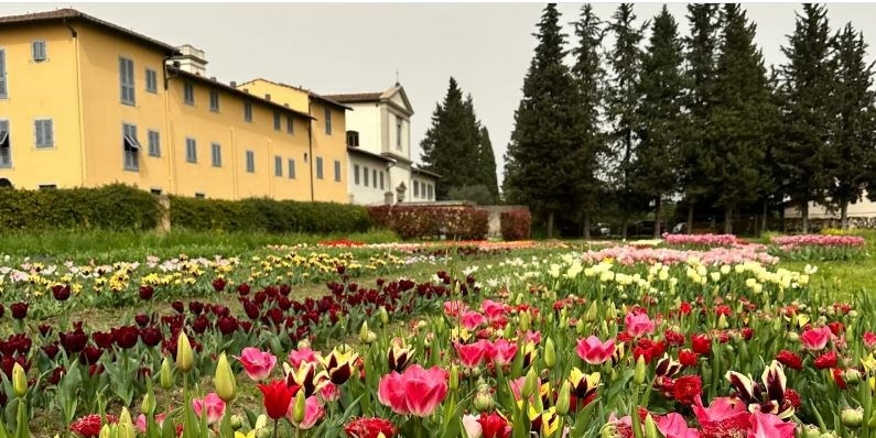 La fioritura dei tulipani