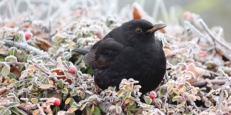 I giorni della merla