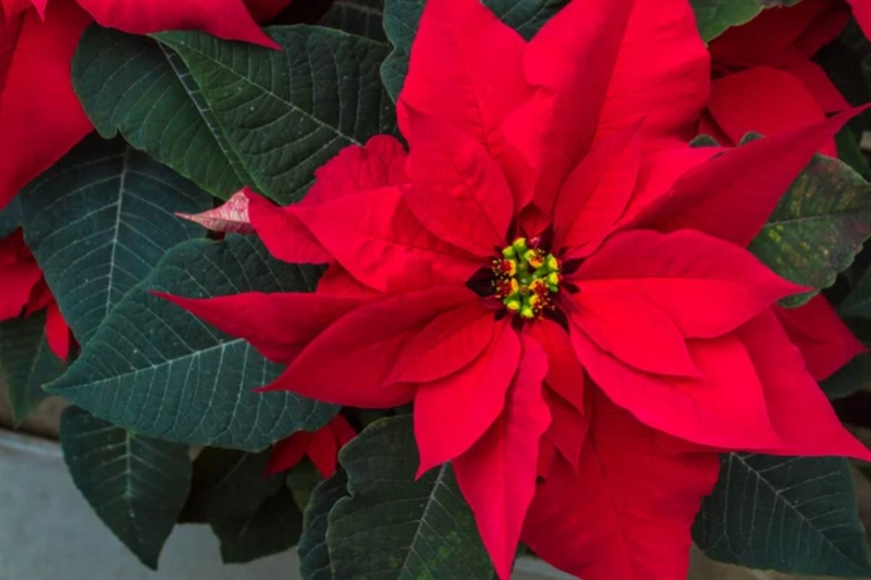 Quanta acqua dare, dove metterla e quando rinvasare - okmugello.it