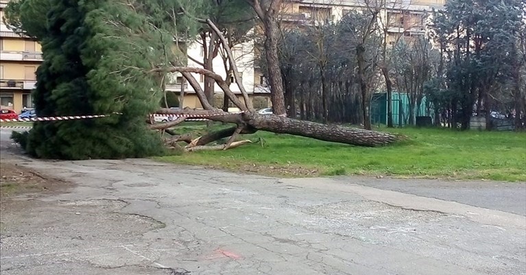 il pino caduto a Scandicci