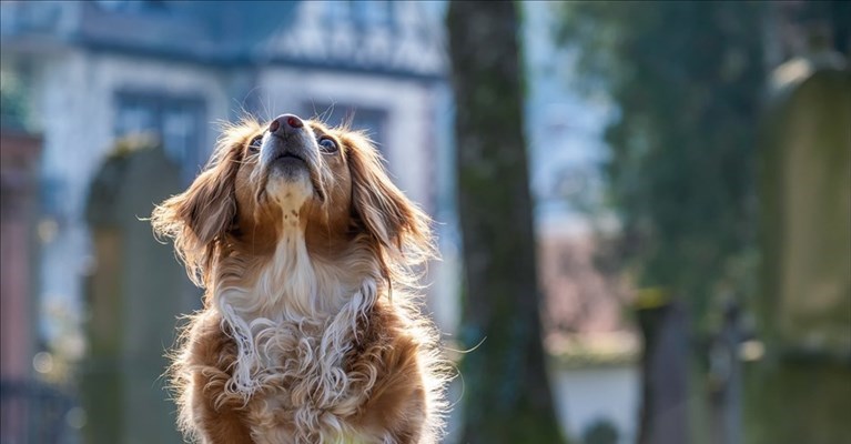 multati padroni di cani