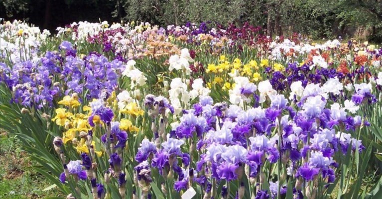 il giardino dell'Iris