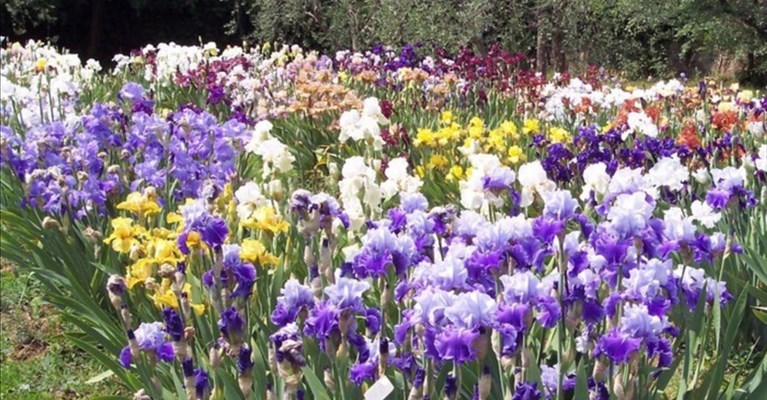 il giardino dell'Iris