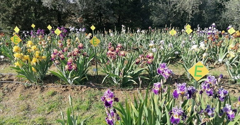 il giardino dell'iris