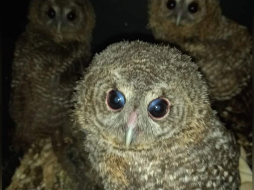 Ghiberto, il pullo di allocco trovato in una scuola del Comprensivo di Pelago