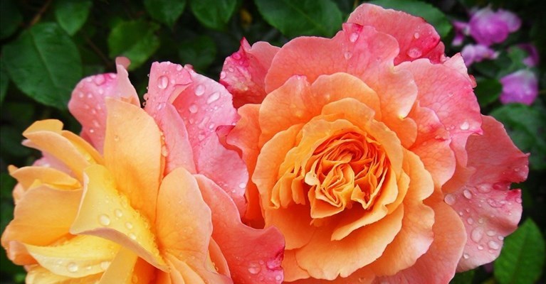 torna il mercato di piante e fiori