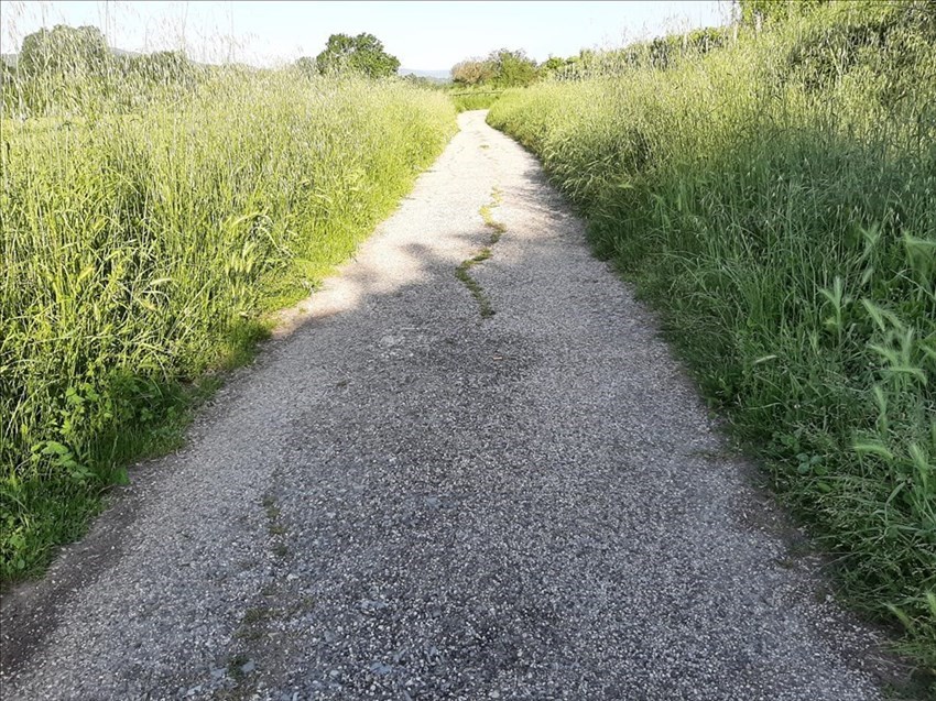 L'erba alta sulla ciclabile