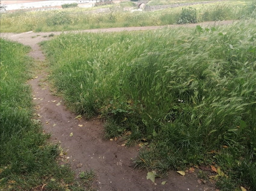 L'erba alta a Nave a Rovezzano