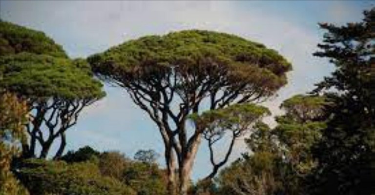 esemplare di pinus pinea
